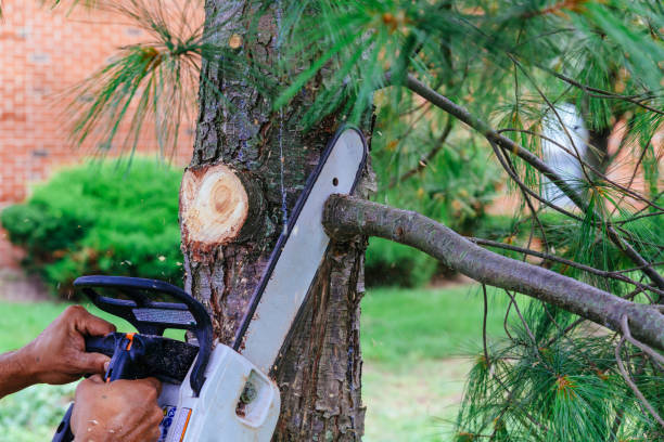 Tree Branch Trimming in Clayton, AL